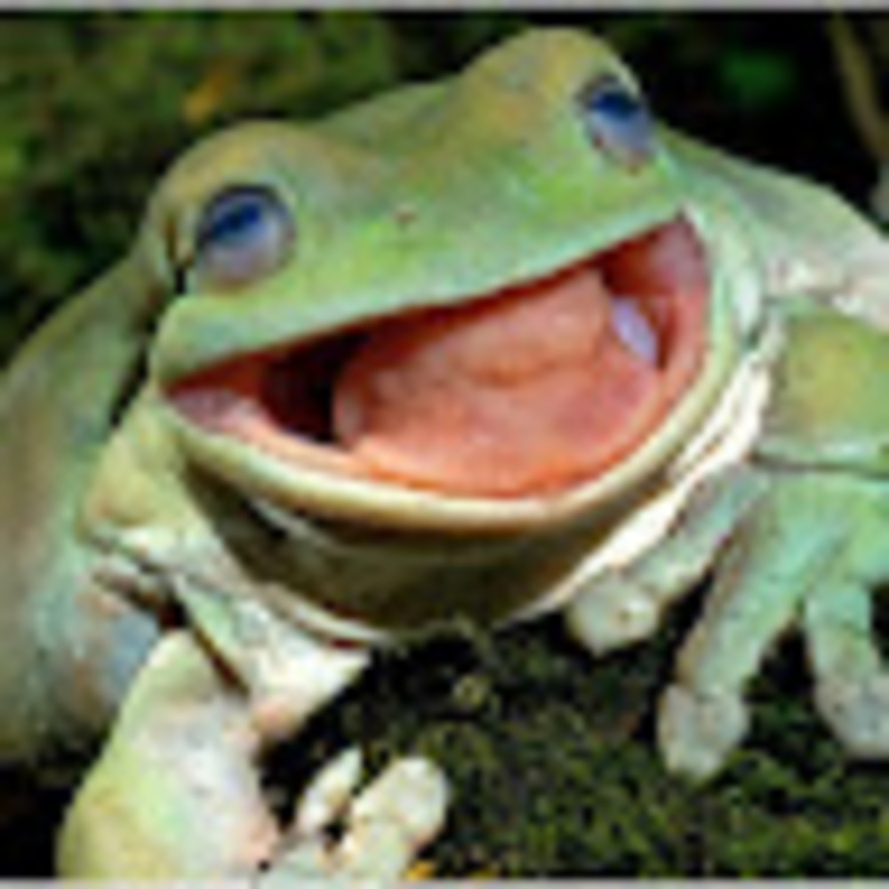 Meet your Posher, Selin